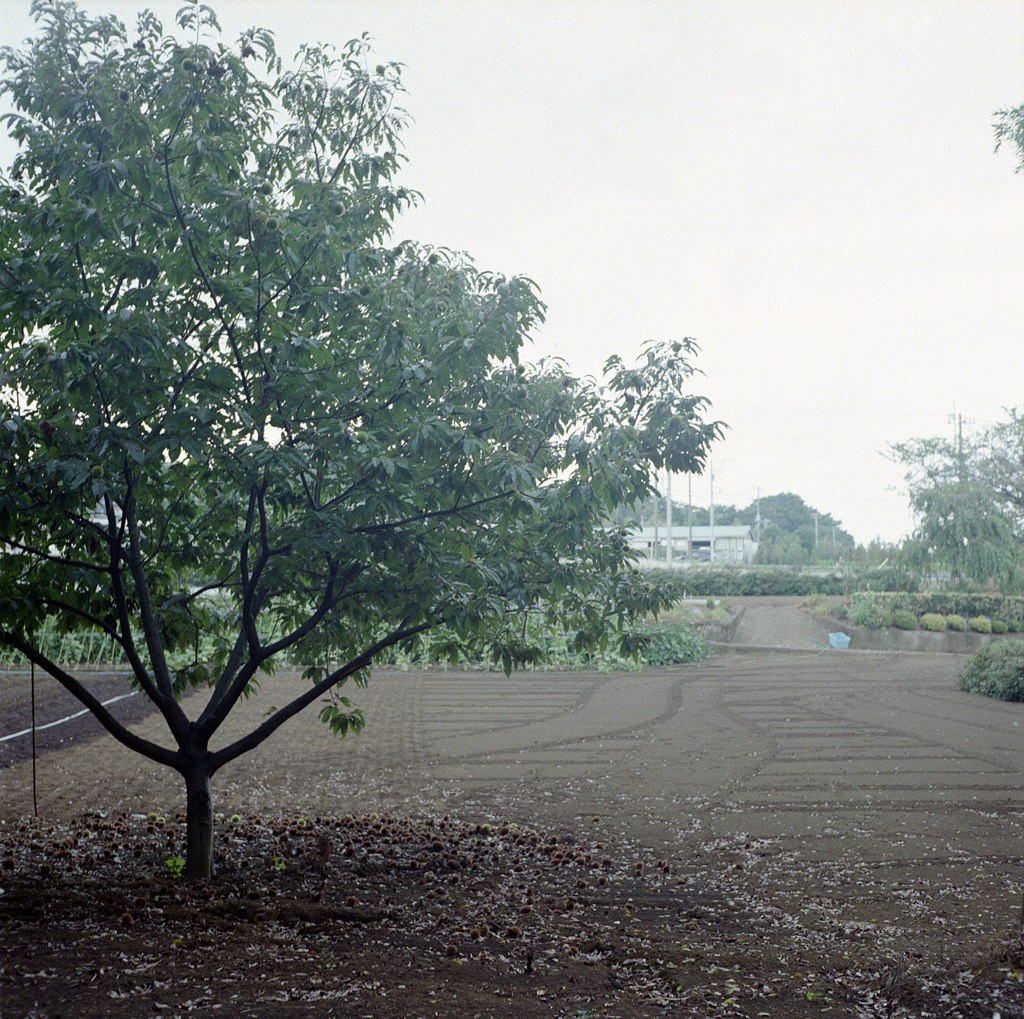 新吉田町 #3