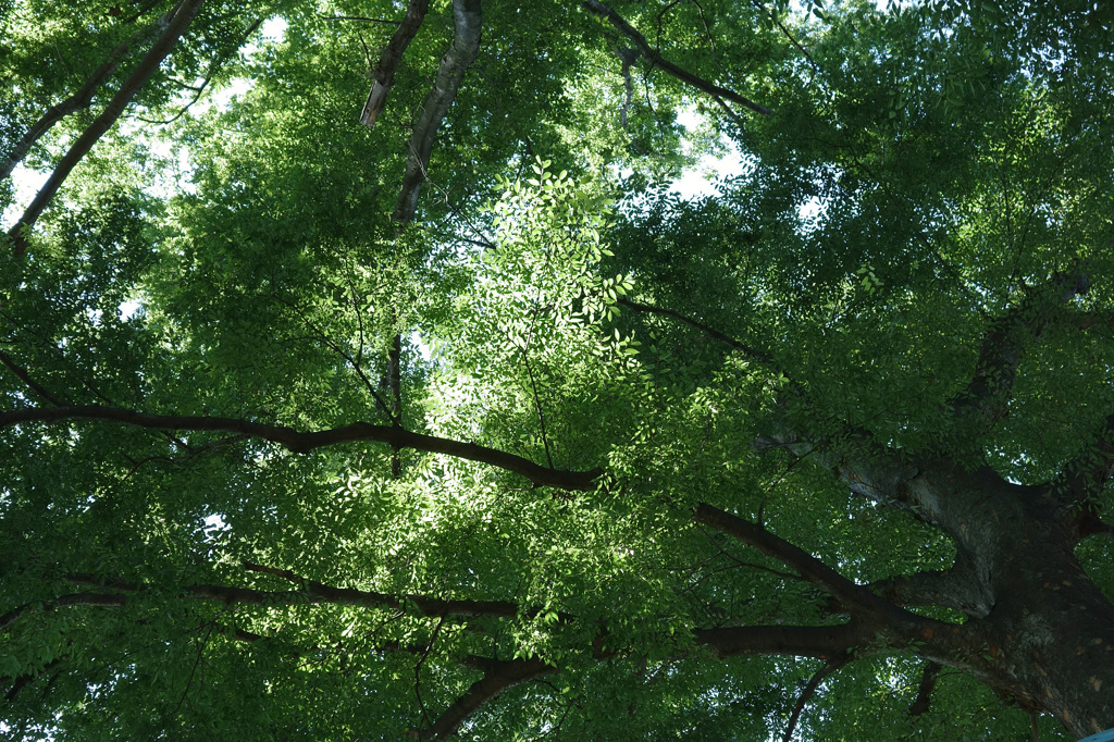 6月の欅
