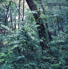 生田緑地 #1