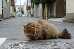 路地の中心で縄張りを主張する