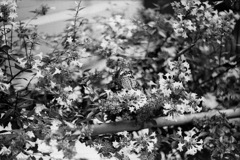 隣家の花壇 #2