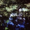井の頭公園 弁天池