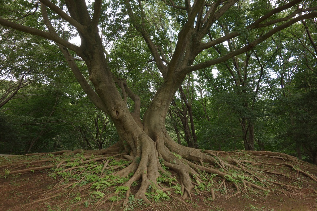 野川公園 #2