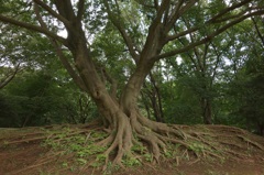 野川公園 #2