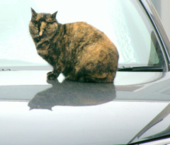 ボンネットに猫