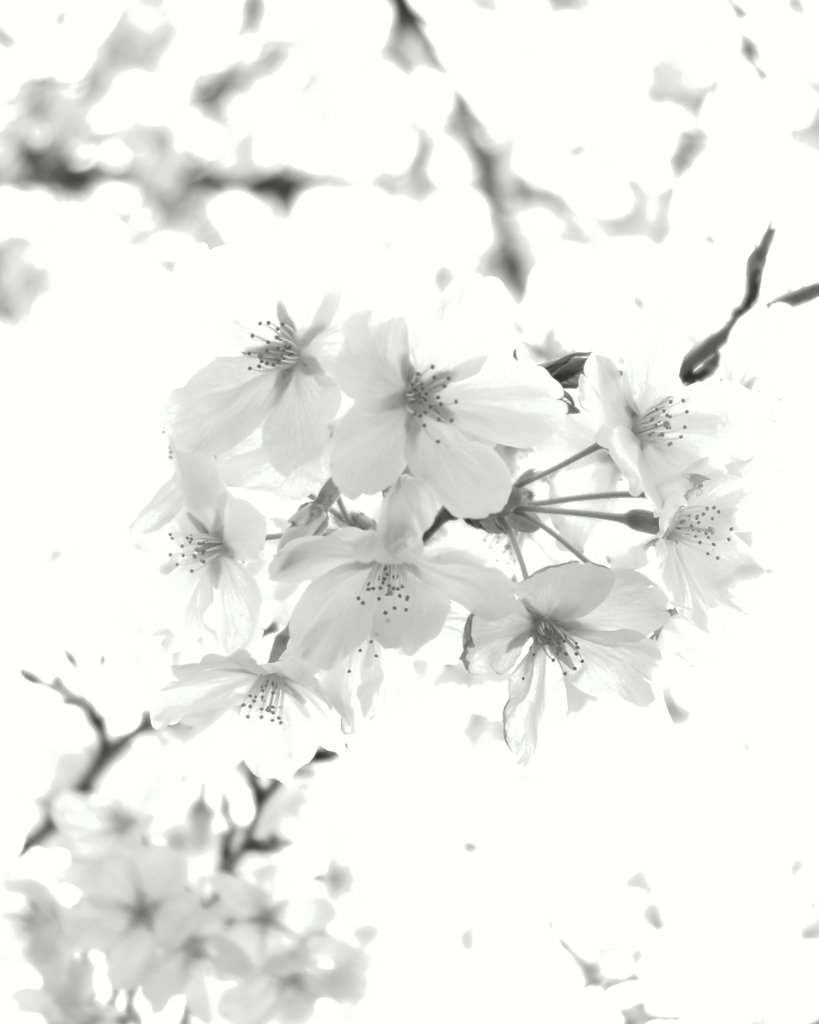 桜花