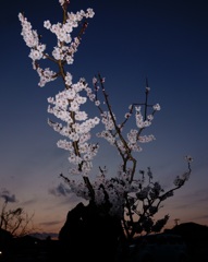 2014年3月の桜花