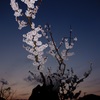 2014年3月の桜花