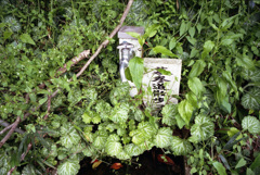 香取