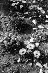 東京の住宅街から #6