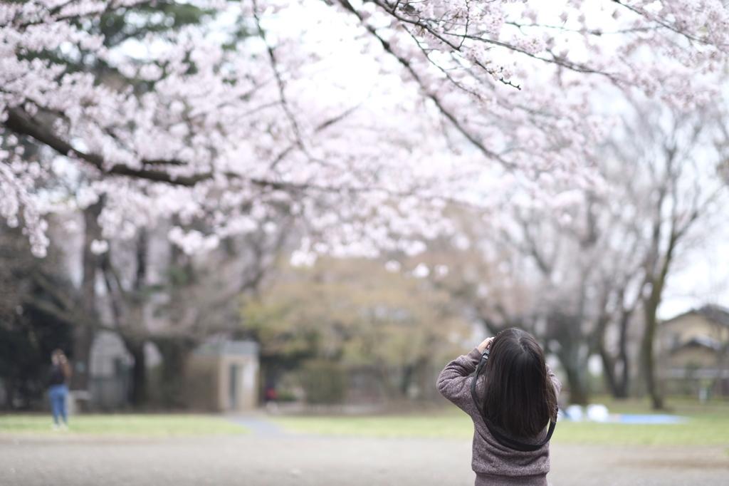 桜を撮る3歳児