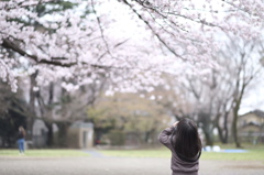 桜を撮る3歳児