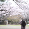 桜を撮る3歳児