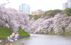 千鳥ヶ淵
