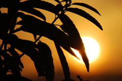 夕日1