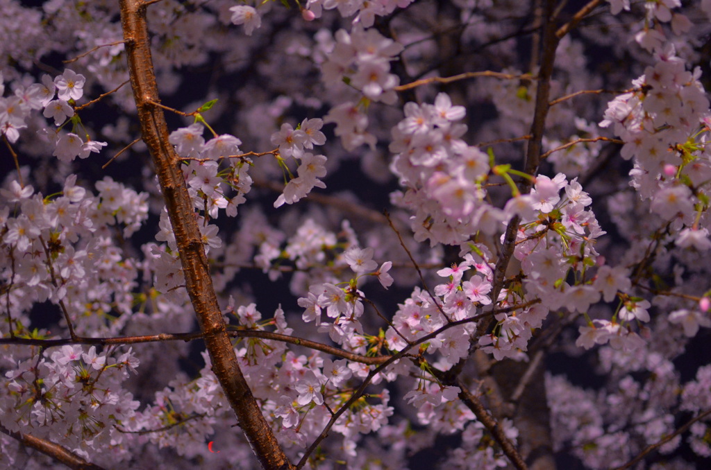 藍桜