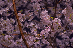 藍桜