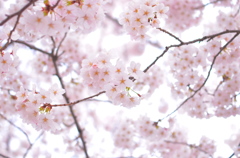 光桜