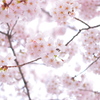 光桜