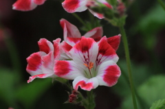 043