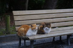 依