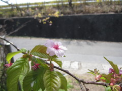 ここにいます