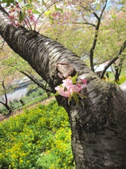 ハザクラとナノハナ