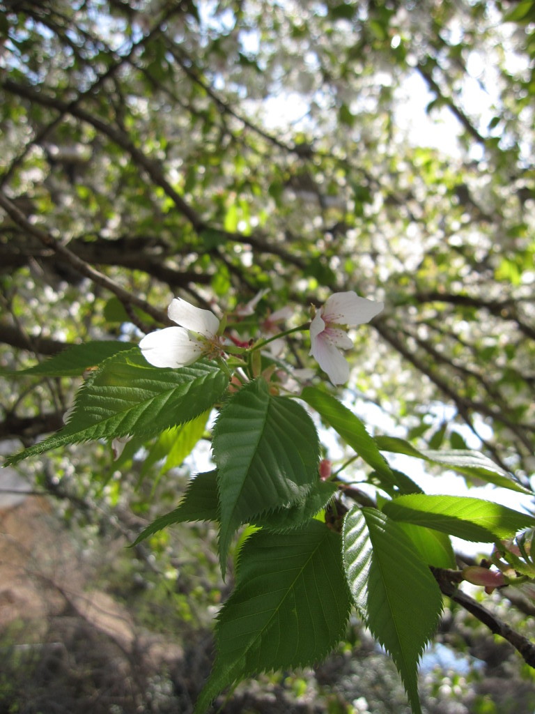 葉桜（白）