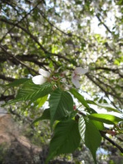 葉桜（白）