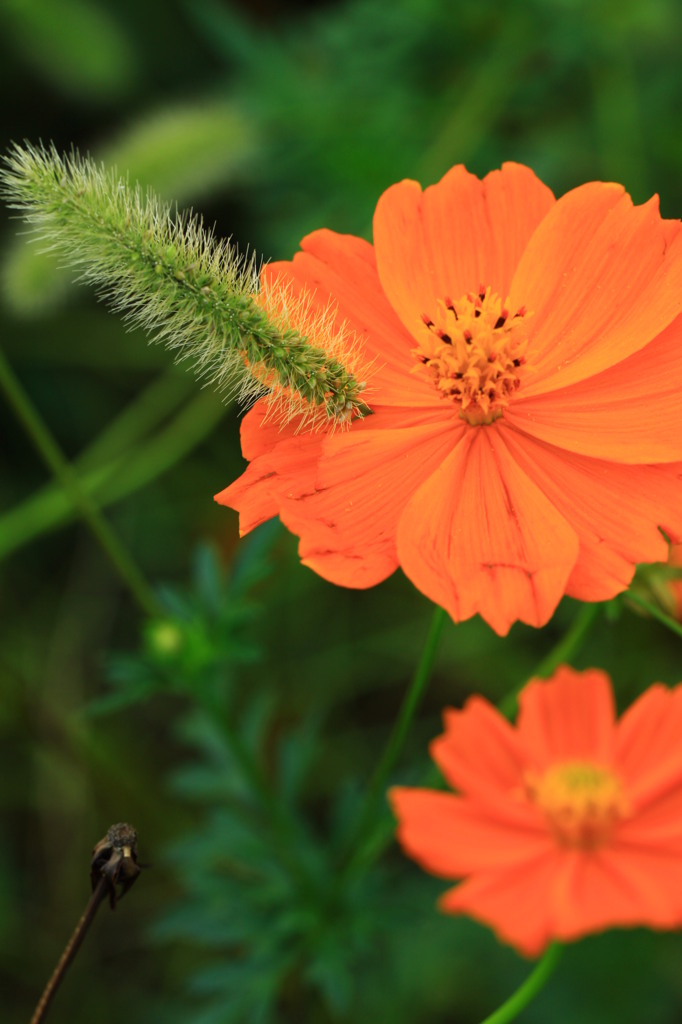 おじゃましまーす。