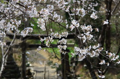 神社の桜。