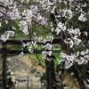 神社の桜。