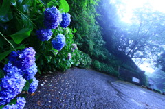 雨上がり紫陽花。