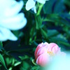 IMG_5463