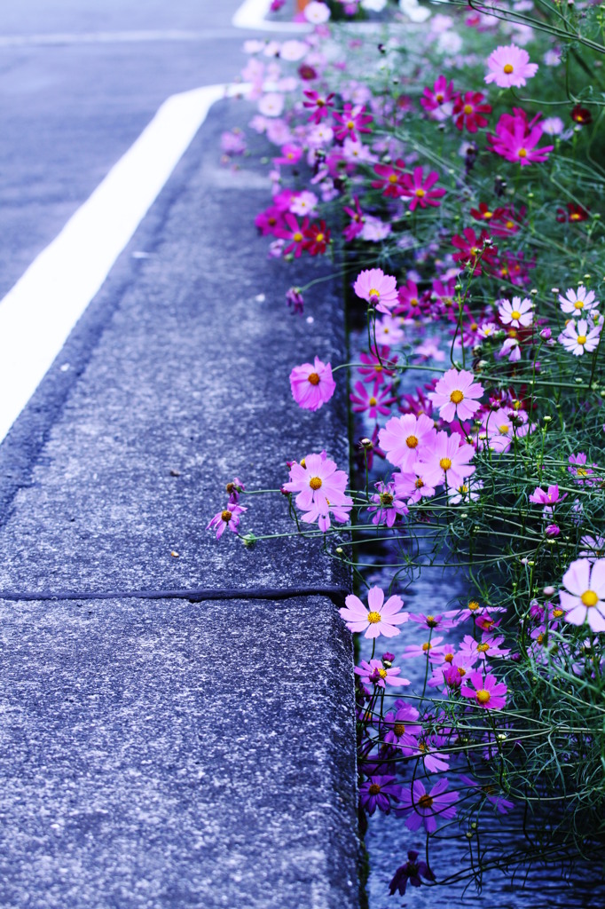 今にも地に着きそうなくらい。