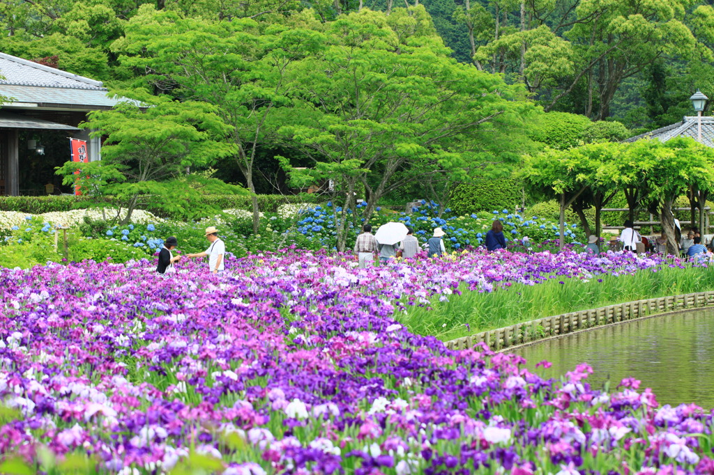 菖蒲田