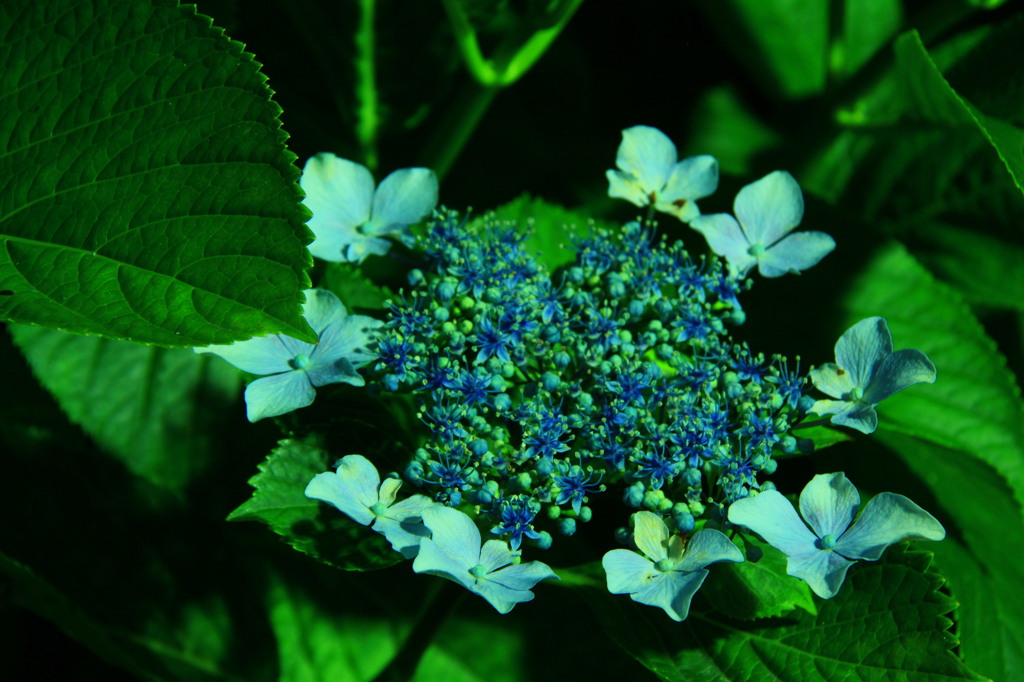 紫陽花。