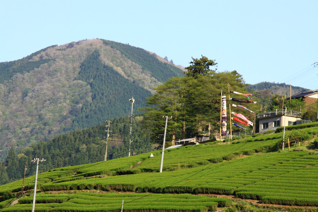 田舎の風景。