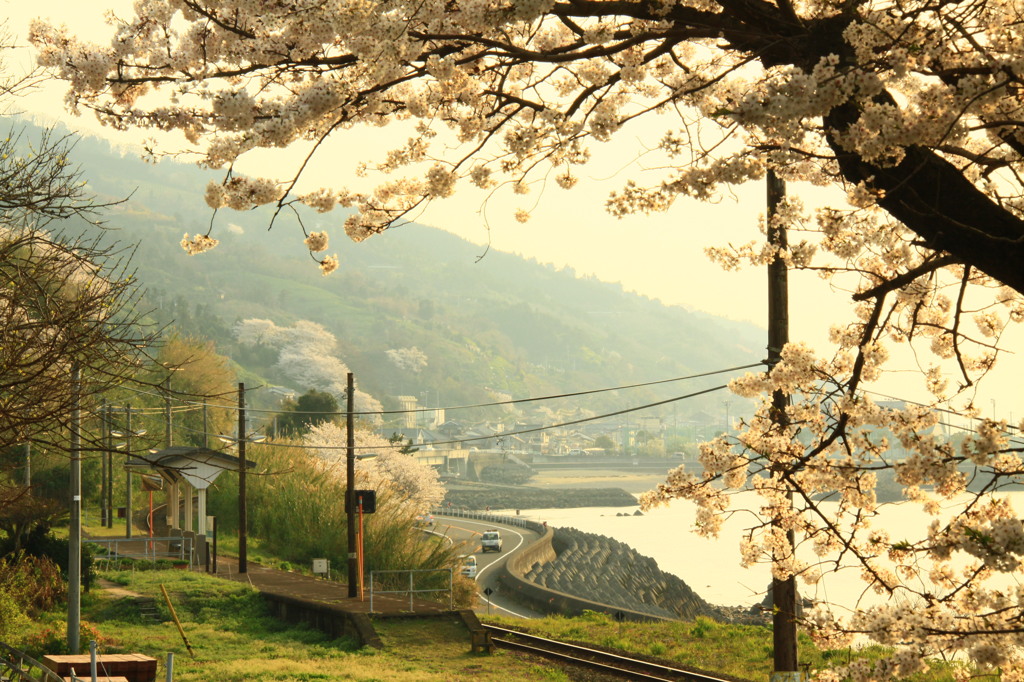 桜、下灘駅。