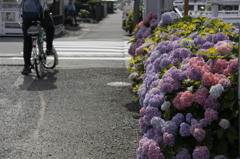 歩道の紫陽花。