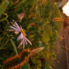 PA090290