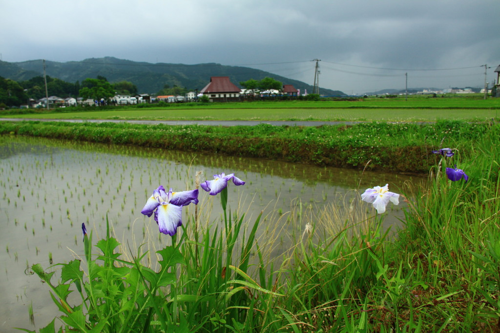 田園と花菖蒲。