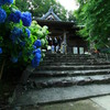 紫陽花神社。