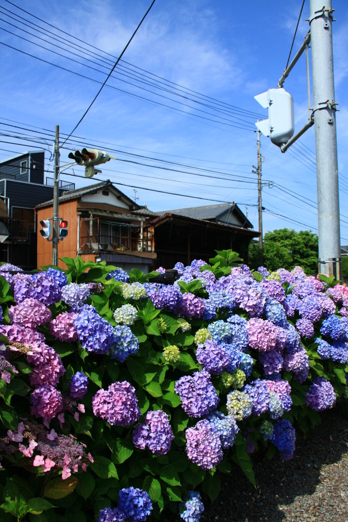 身近な紫陽花。