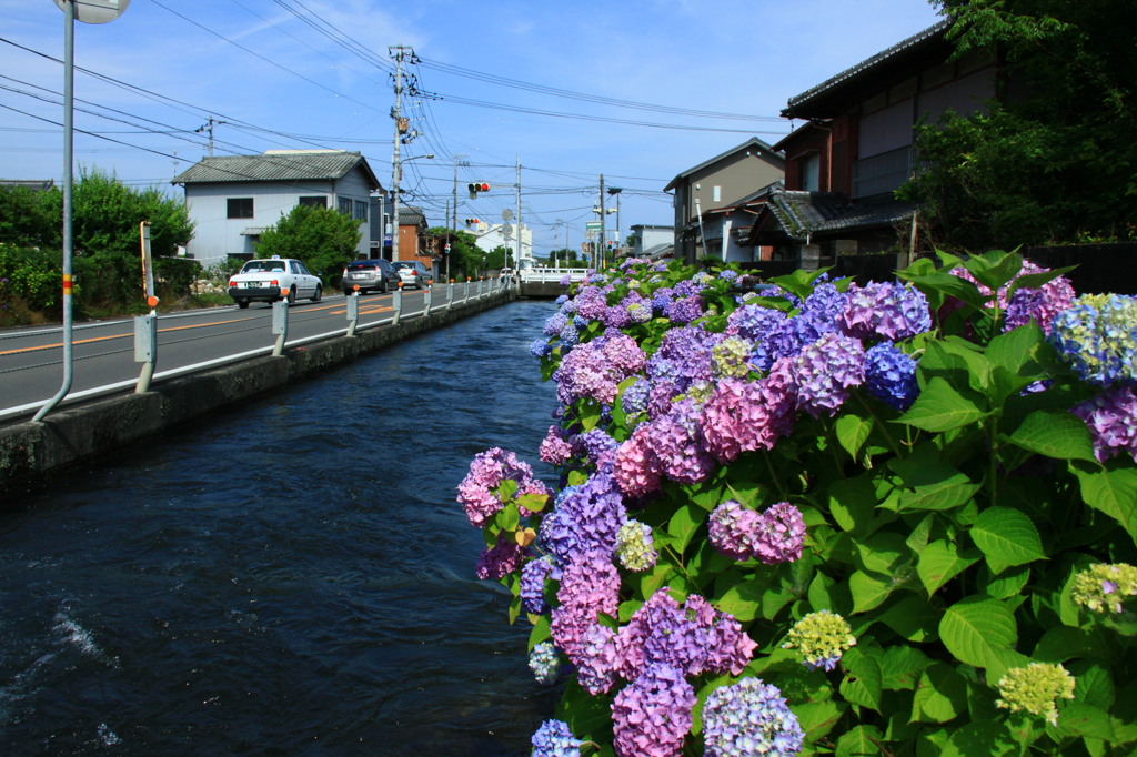 紫陽花、咲き乱れる。