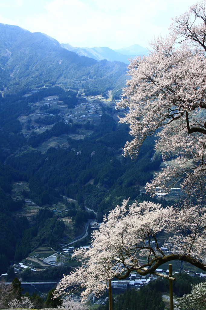 山里の桜