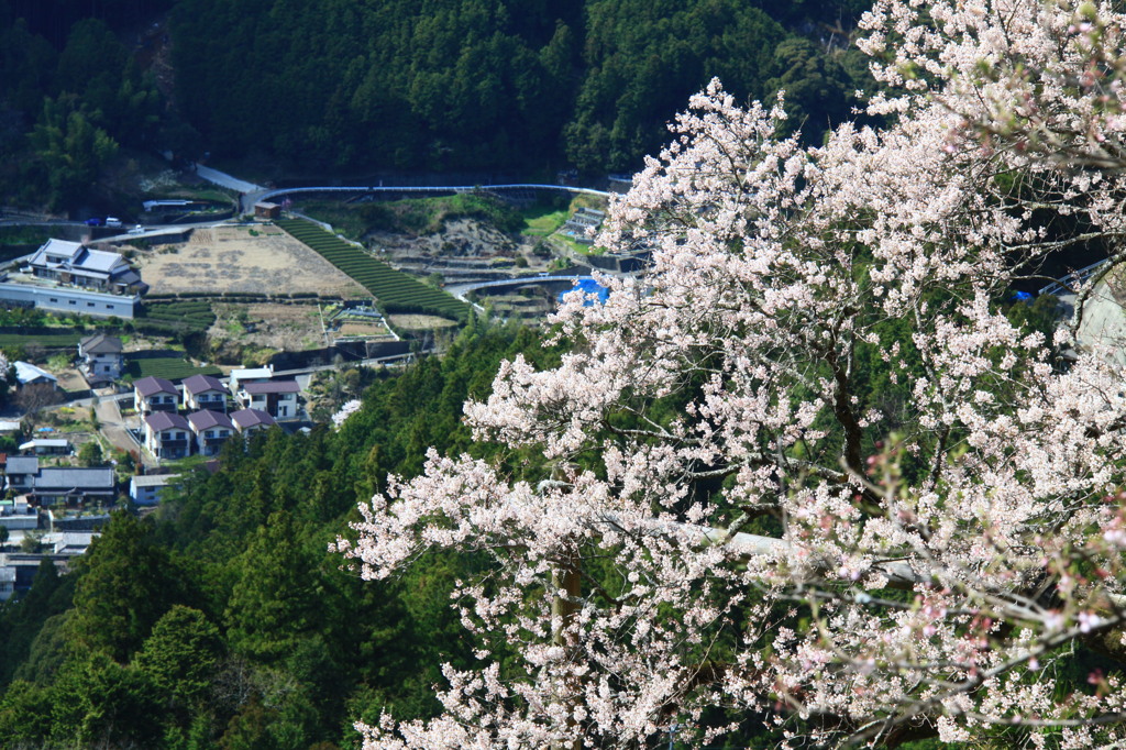 山里にも春。