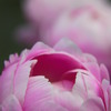 花ひらけ。