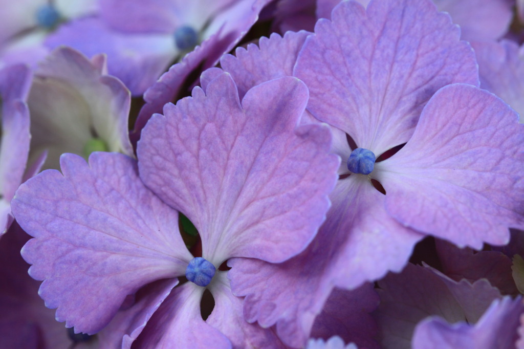 マクロな紫陽花。