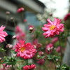 IMG_8868